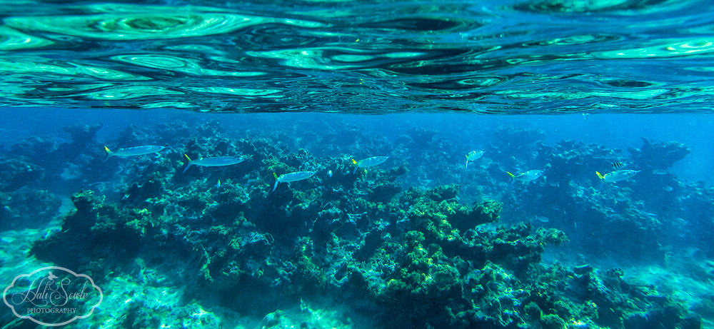 2014_01_SandalsNegril-10699-Edit1000.jpg - Another shot from the snorkel boat trip, there was a good amount of fish and coral life on the reef where they took us.  We wanted to go back out for another snorkel but the weather turned bad the next day and we never got to go out again.