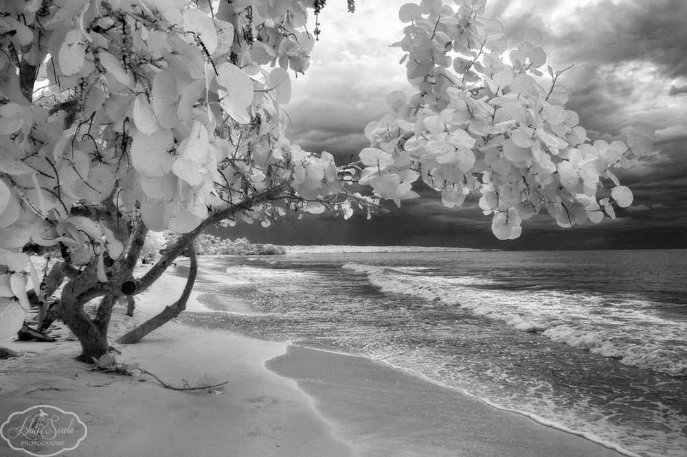 2014_01_SandalsNegril-10855-Edit1000_SEP2.jpg - Infra-red of the Sea Grape trees that grow along the beach.  This was on our walk to Beaches Resort.