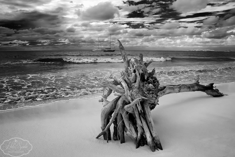 2014_01_SandalsNegril-10858-Edit1000_SEP2.jpg - Yes, another InfraRed of the beach.  This old shell of a tree was just beautiful.