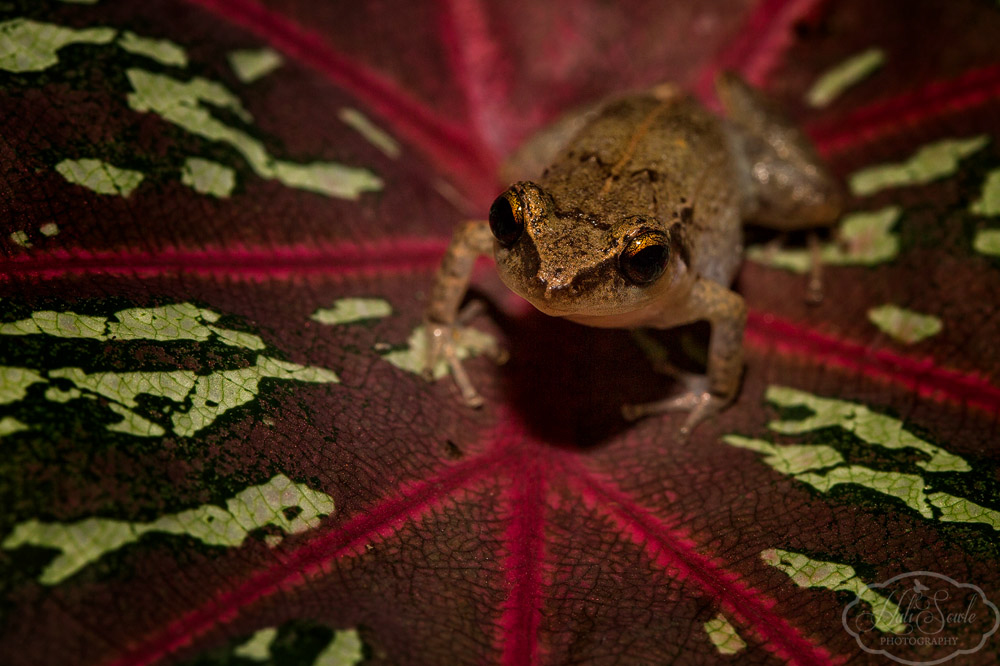 2014_01_SandalsNegril-10906-Edit1000.jpg - Whistling Frog