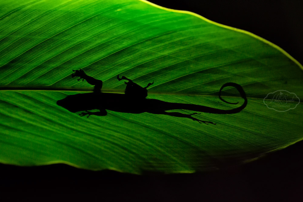 2014_01_SandalsNegril-10935-Edit1000.jpg - Sleeping Anole.