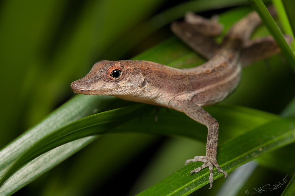 _JIM0191B.jpg - As usual, we went out after dinner to see what kind of critters we could photograph at night.  There were not a lot of tree frogs this trip, but there were quite a few sleeping anoles that we came cross.  If this one looks a little startled, it's because it was recently awoken by bright flashing lights.