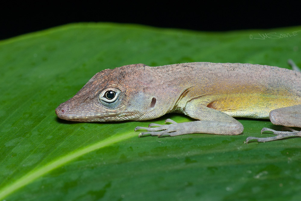 _JIM0364.jpg - This sleeping anole hadn't gotten around to raising its head yet, but it did open its eyes for us.
