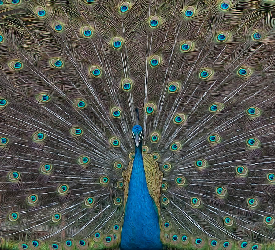 _JIM0426B.jpg - I was playing around with this peacock image and decided to get a little creative with it.  This image uses one the Photoshop filters intended to emulate oil paintings.  I liked the creative version better than the straight photo, so that is the version included here.