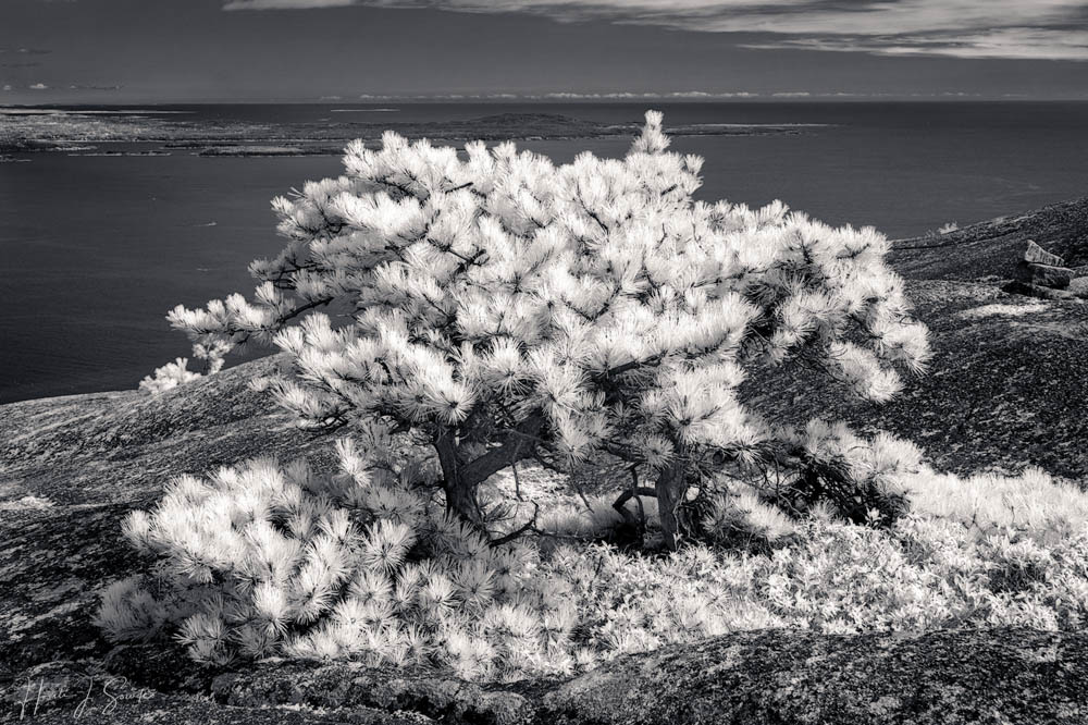 2018_09_Maine-10040-Edit1000.jpg - Juniper tree in infrared, at the summit of Champlain Mountain.