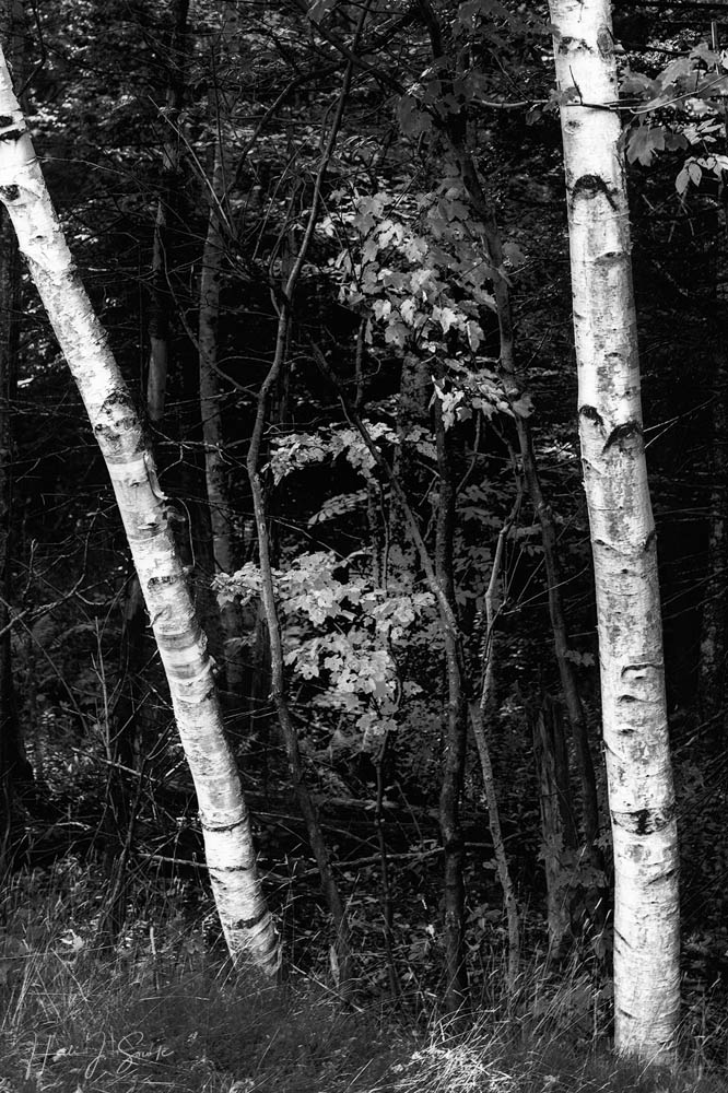 2018_09_WhiteMountainsNH-10127-Edit1000_BW_.jpg - The reason they are called the White Mountains.  Those lovely birch trees.