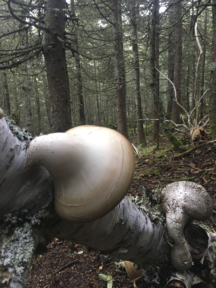 2018_09_WhiteMountainsNH-10190_Edit1000a.jpg - Another iPhone picture of those giant fungus.