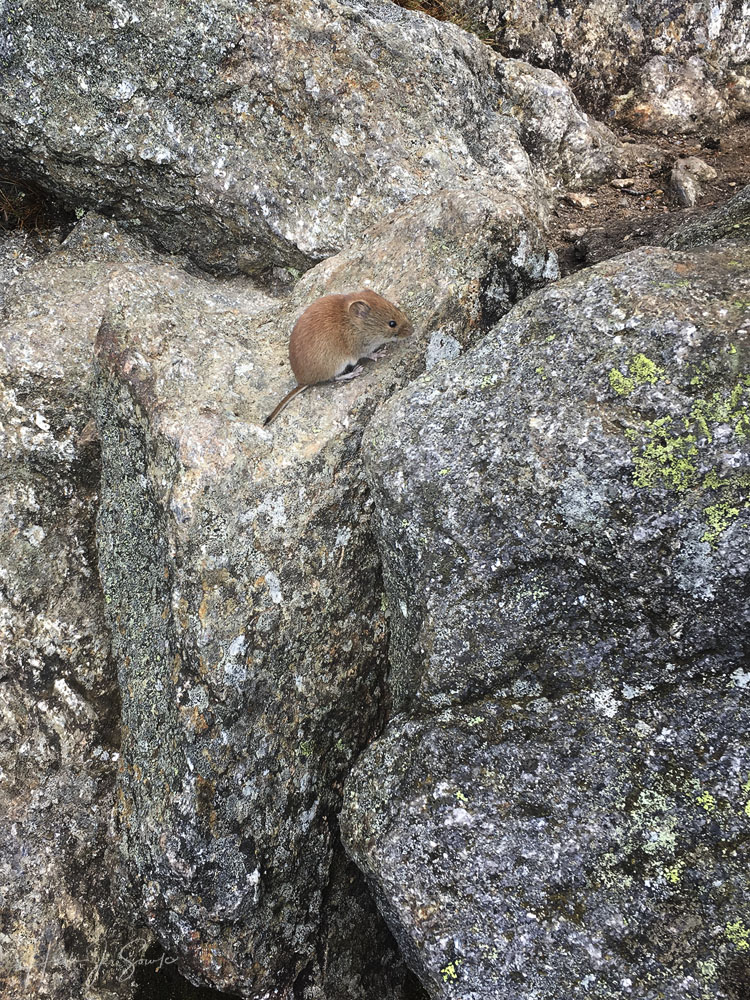 2018_09_WhiteMountainsNH-10211_edit1000.jpg - A small mountain mouse grabbing a bite of something before heading into its rocky home.