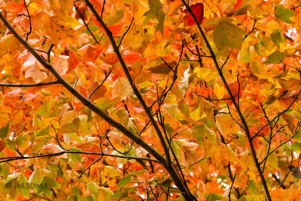 _MS00100.jpg - Just a silly picture of leaves, but it was a great weekend!