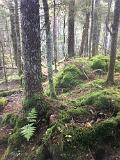 2018_09_WhiteMountainsNH-10169-Edit1000