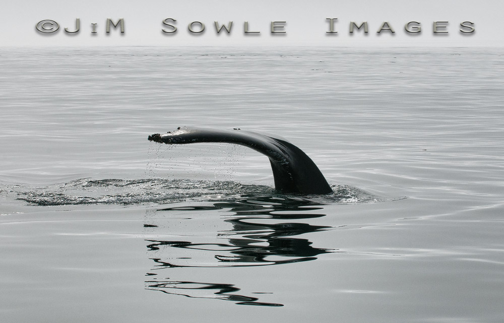 J02_WhaleTail.JPG - A whale of a tail.  Off Brier Island, Nova Scotia.