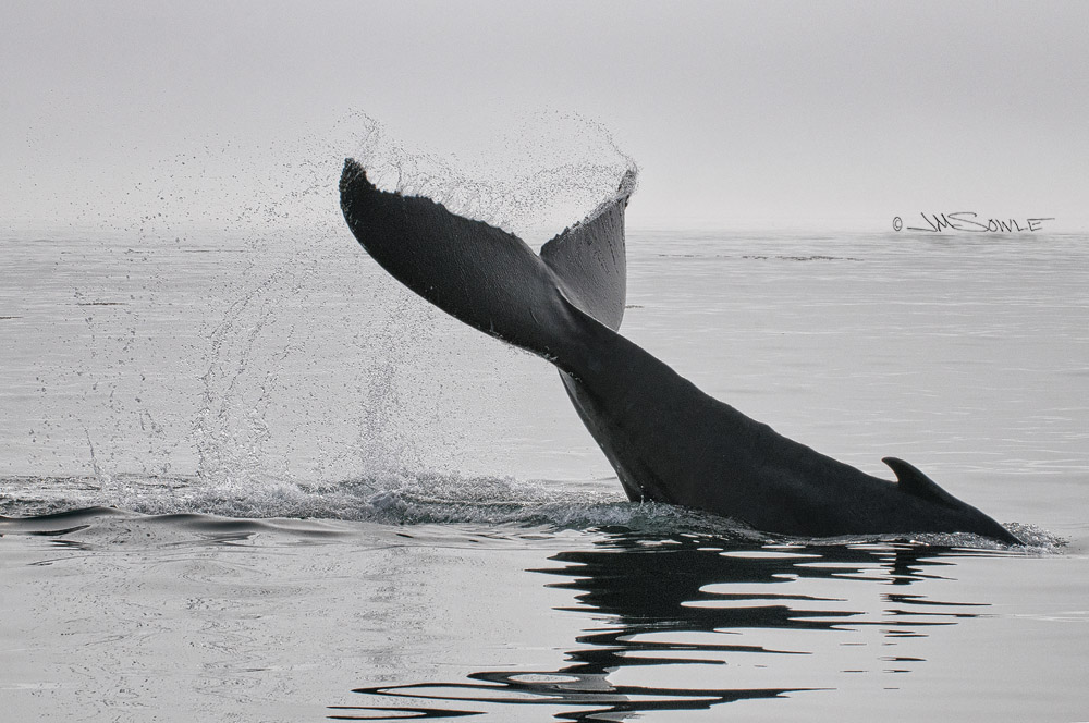 J03_TailSlap.JPG - A humpback whale in the act of tail-slapping (or "lobtailing").  Hypotheses vary regarding why this is done.  Maybe they just like doing it.