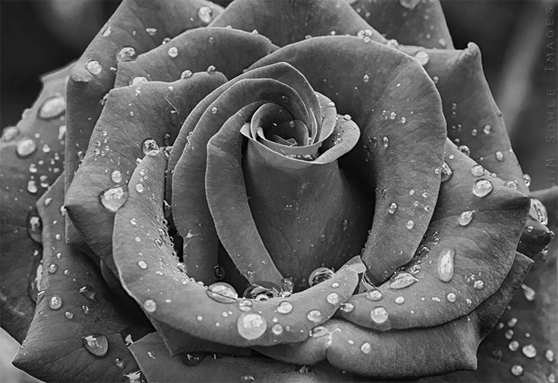 K02_Rose.JPG - A rose after a morning rain shower.  Hotel Bougainvillea, Costa Rica.