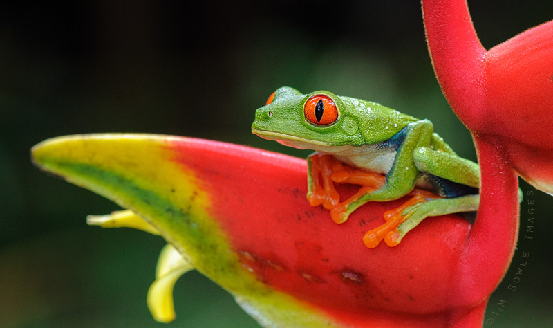 K04_RedEyedLeafFrog.JPG - Red-eyed Leaf Frog. Selva Verde, Costa Rica.