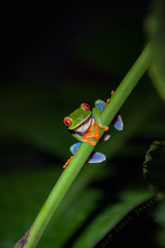 K05_Frog.JPG - Selva Verde does not allow flash photography at night.  Accordingly, we went out with flashlights only and shot using high ISOs.