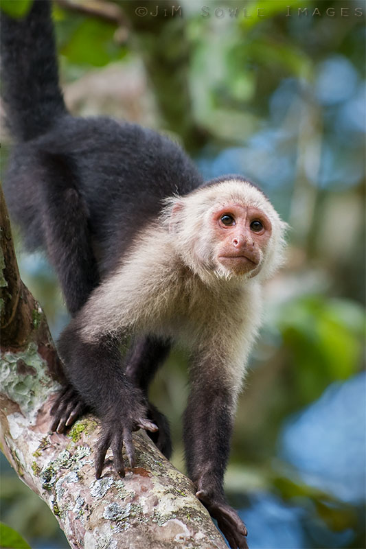 K06_Capuchin.JPG - A wild White-faced Capuchin Monkey in someone's backyard, Costa Rica.