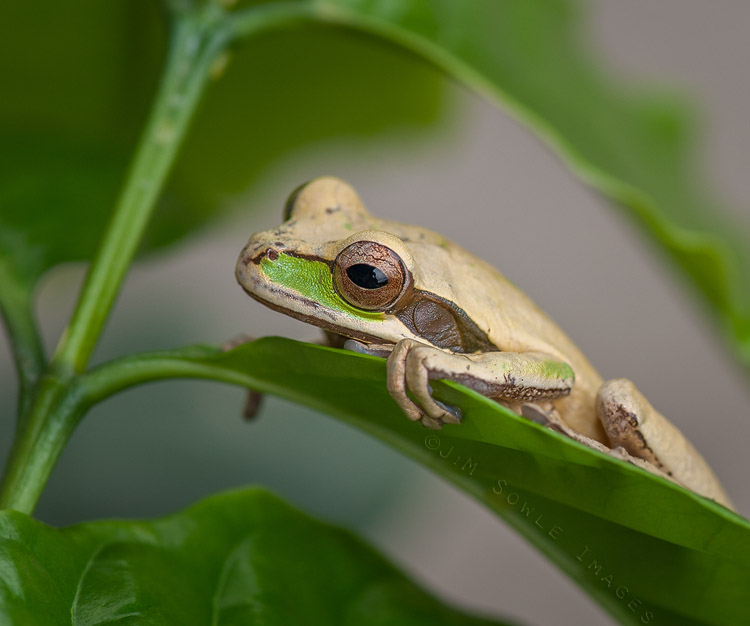 K09_MaskedTreeFrog.JPG - Masked tree frog (captive).