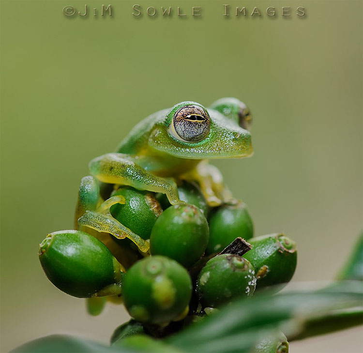 K10_EmeraldGlass.JPG - There are several different kinds of glass frogs.  I believe this one is an Emerald Glass Frog.  Captive.