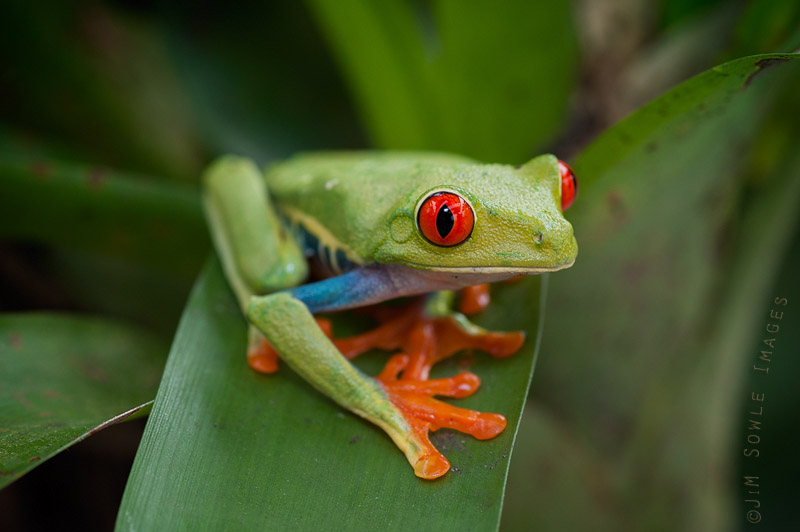 K11_Frog.JPG - Another Red-eyed Leaf Frog.  This one is captive.
