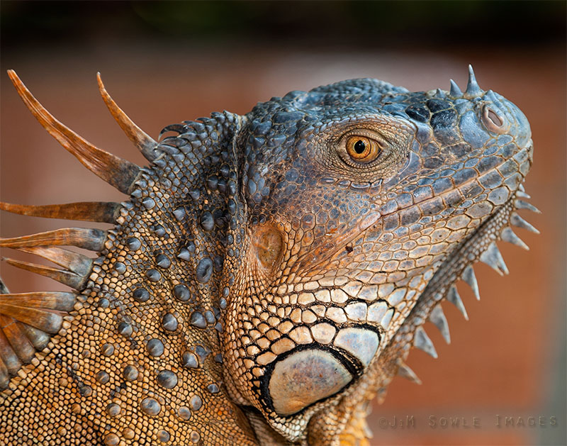 K13_Iguana.JPG - Iguana.  Costa Rica.