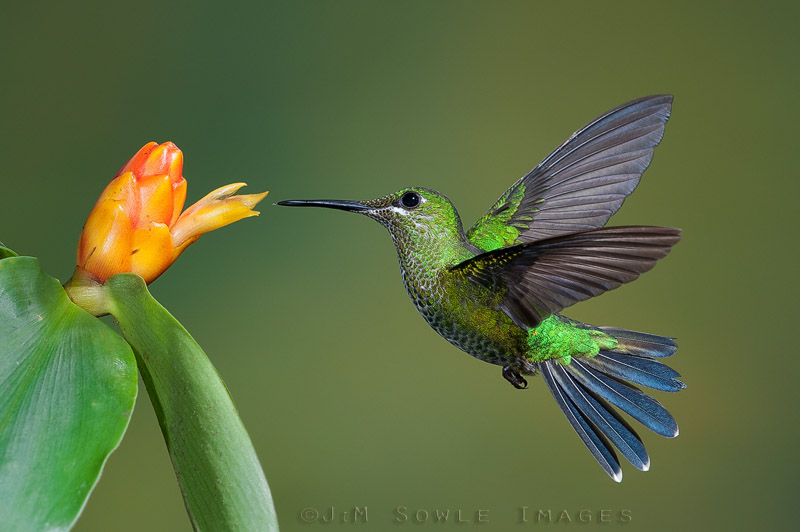 K14_Brilliant.JPG - Green-crowned Brilliant hummingbird, taken during a photo tour with Greg Basco and using his excellent lighting set-up.  Bosque de Paz, Cloudforest Lodge, Costa Rica.