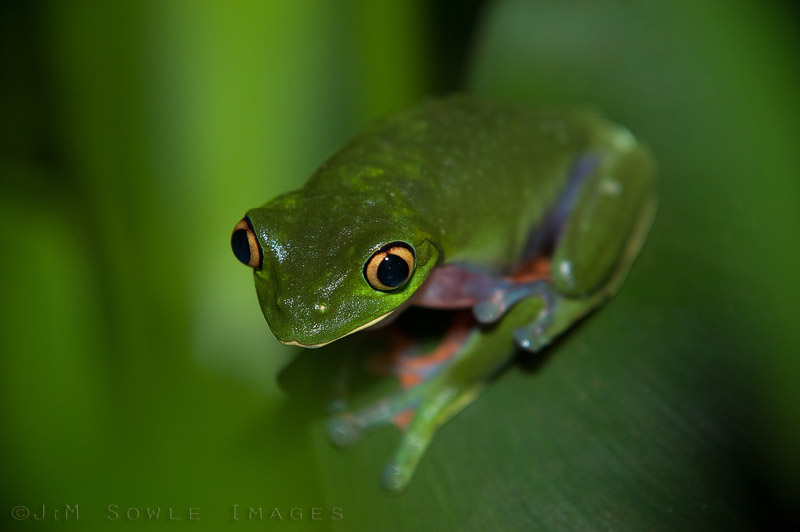 K18_YellowEyed.JPG - A Yellow-eyed Leaf Frog chilling at one of the ponds on the grounds at Hotel Bouganvillea.  We used both camera flash and flashlights for these shots.