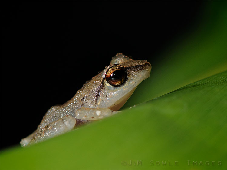 L01_WhistlingFrog.jpg - Antillean Whistling Frog at Sandals La Toc resort in St Lucia (BWEEEP!).