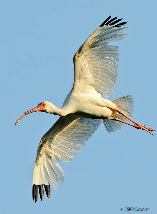 M01_Ibis.jpg - American White Ibis flying over the St Augustine Alligator Farm.