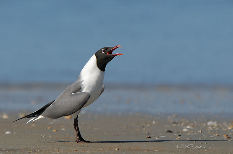 M03_Laughing.jpg - A Laughing Gull on Vilano Beach (Florida).