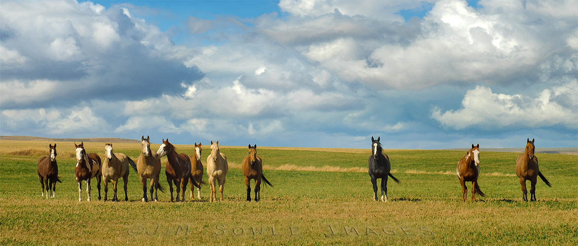 N01_LineUp.jpg - These horses lined up purely of their own accord.  We suspect they thought we were bringing food.  Somewhere between Jackson WY and Salt Lake City UT.