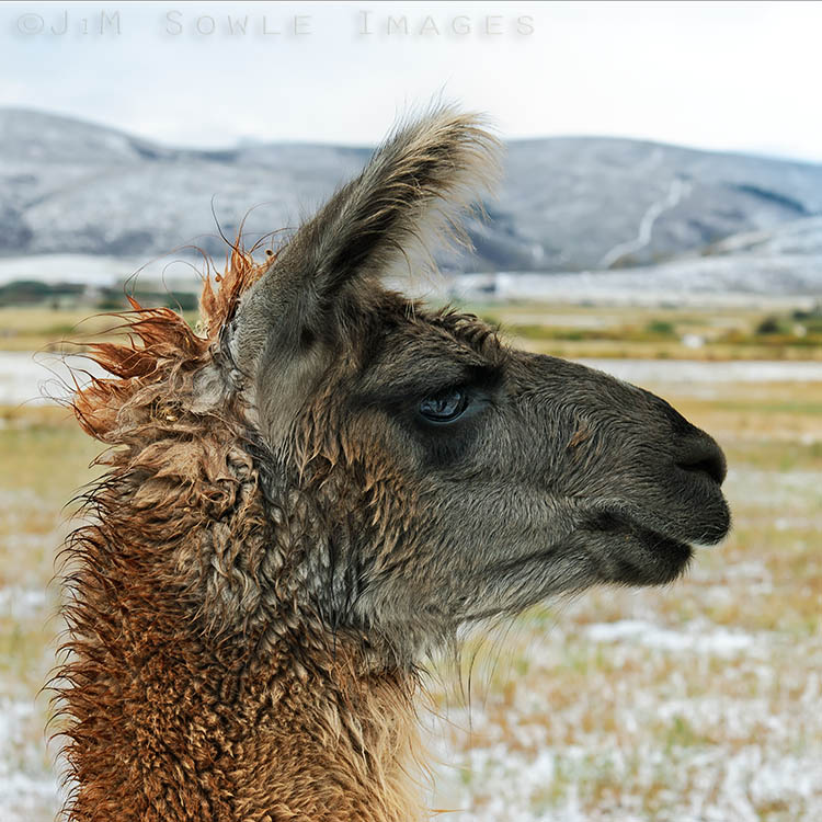 N02_Llama.jpg - A lonely Llama longing for lunch lacks luck.  Somewhere near the WY/UT border.  The snow was recent.