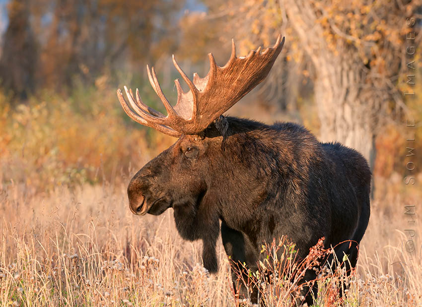 N03_BullMoose.jpg - A bull Moose in the very last rays of afternoon light.  He had just risen from his nap to go for a little feed.  Grand Tetons National Park.