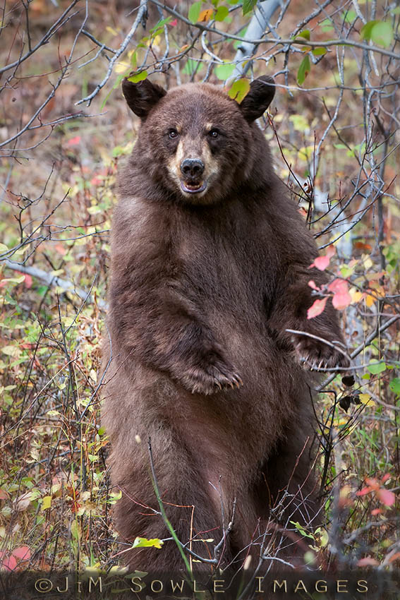 N04_BlackBear.jpg - Although it might look like this black bear is standing in challenge, it's really just reaching up for some berries! Grand Tetons National Park.