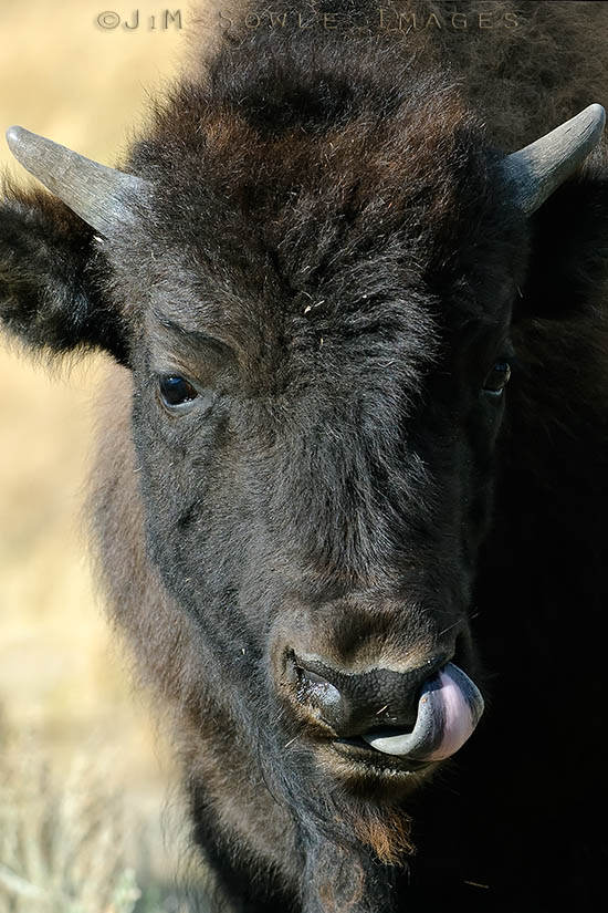 N05_Bison.jpg - This young Bison is demonstrating a remarkable ability that is common to all Bison. They have the ability to not only lick their noses, but they can also lick the inside of their nostrils.  They demonstrate this ability fairly often.  Yellowstone National Park.