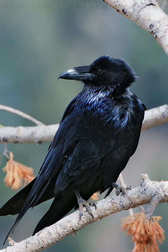 N06_Raven.jpg - A Raven near Dunraven Pass, Yellowstone National Park.  That trip was the first time I had ever seen a Raven dive down a take a field mouse like a raptor.