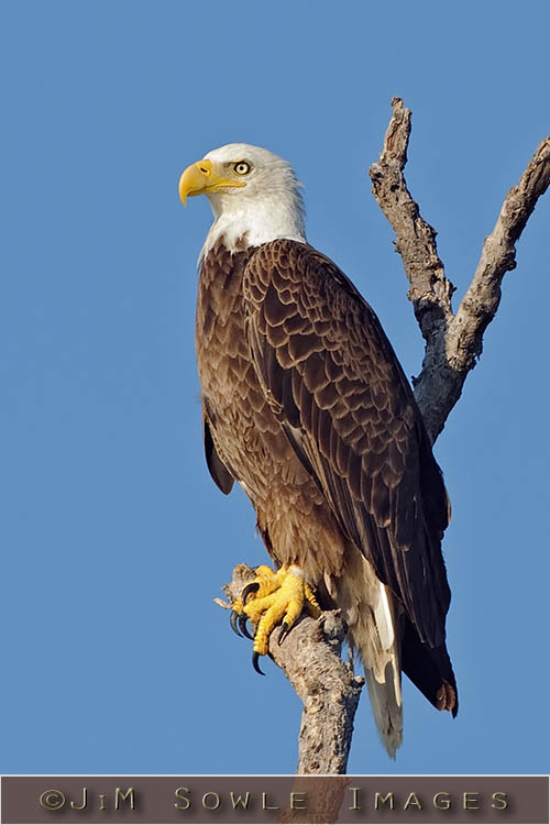 P01_BaldEagle.jpg - A Bald Eagle near it's nest. Everglades National Park.