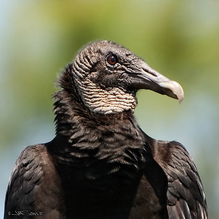P03_BlackVulture.jpg - A portrait of a Black Vulture.  Aren't they adorable!  Fakahatchee Strand State Preserve (Everglades).