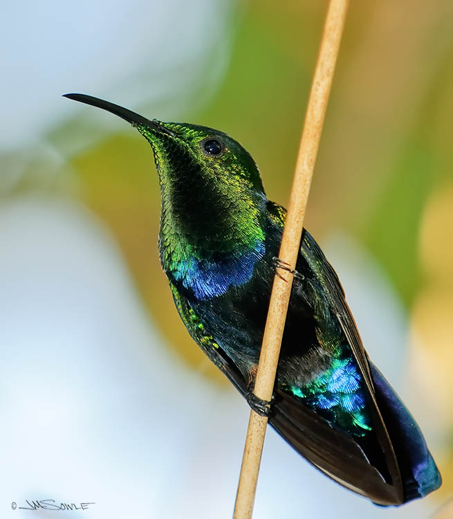Q02_GrnThrtdCarib.jpg - A Green-throated Carib hummingbird in St Lucia.