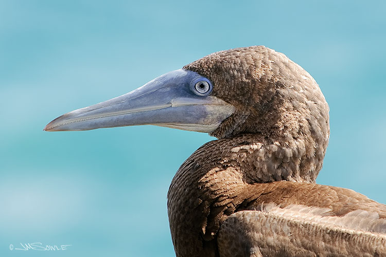 Q03_BrownBooby.jpg - Brown Boobies are not especially attractive up close.  In flight they are beautiful.  They glide over the water until they spot a fish.  They then fold their wings back and plummet into the water with dramatic speed.  They ignore swimmers that may be very near by.  It can be a startling experience for the swimmer!  St Lucia.