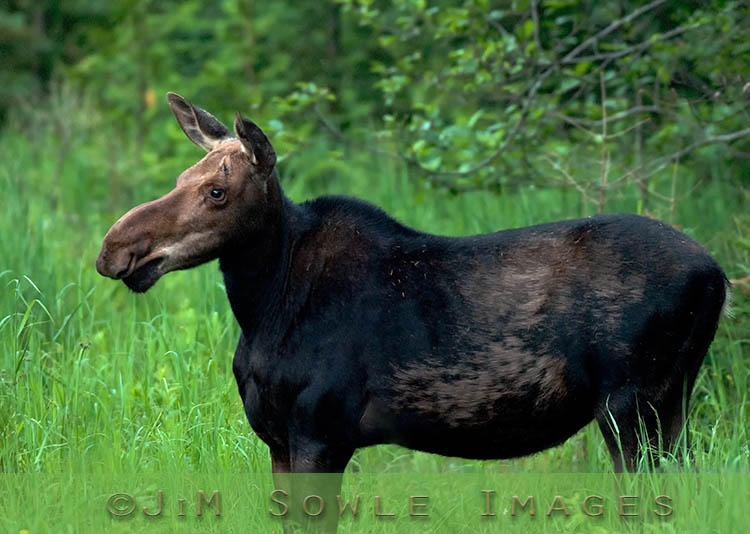 R02_KokadjoCow.jpg - This is a female moose that we spotted at dusk near Kokadjo.  She was just feeding by the side of the road.