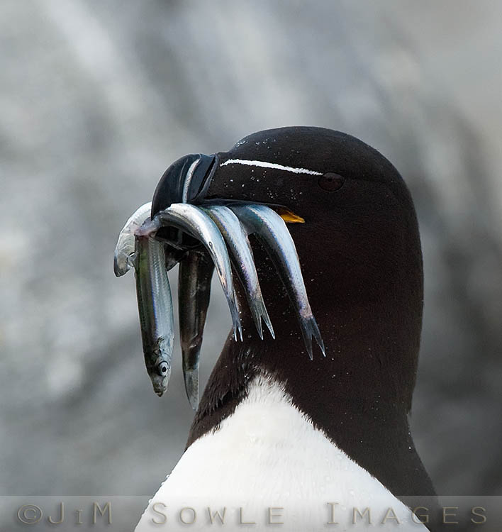 R03_Razorbill.jpg - Razorbills (and puffins) have backward-pointing serrations along the beak.  The tongue is used to hold fish against these serrations so that more fish can be captured in one mouth-full.