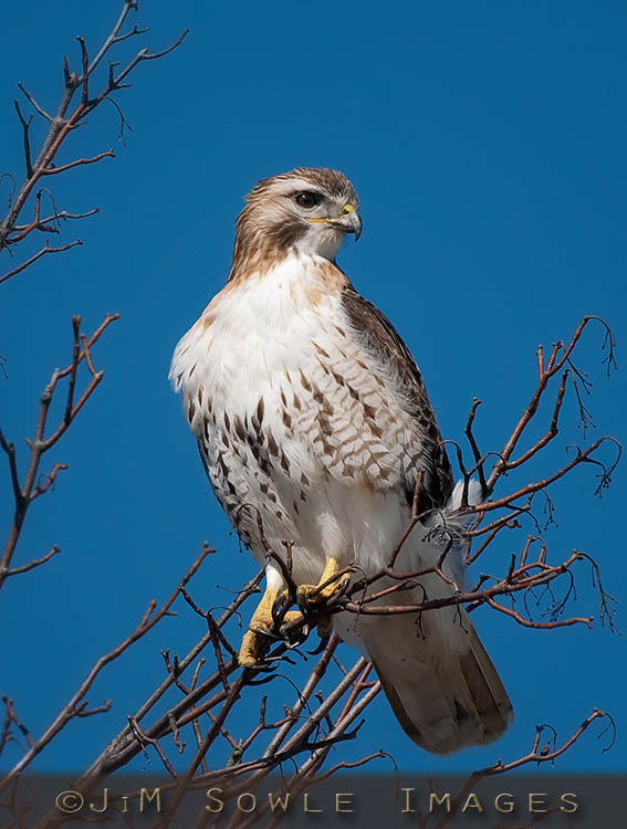 R05_RedtailedHawk.jpg - Red-tailed Hawk in Portsmouth, RI.