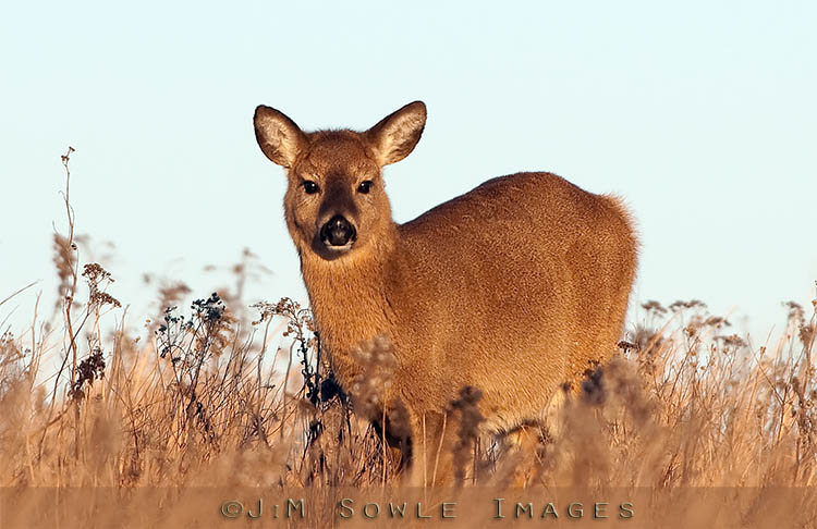 S01_FawnAtDusk.jpg - A young doe grazing at Sachuest Point NWR. This was taken near sunset on a very cold and blustery January day.