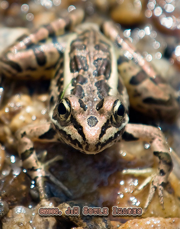 T01_PickerelFrog.jpg - A Pickerel Frog in the Great Swamp Management Area.