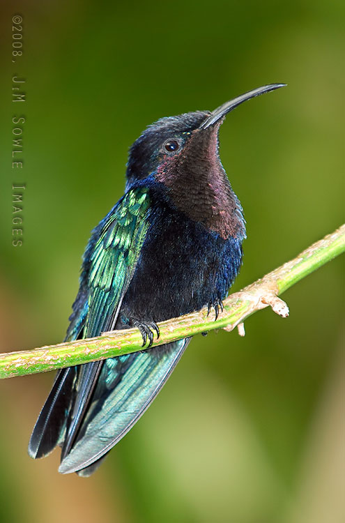 T02_PurpleThroatedCarib.jpg - This hummingbird is a Purple-throated Carib (male).  When seen head-on, the throat feathers appear bright pink.  This species is endemic to the Lesser Antilles, and this shot was taken in St. Lucia.