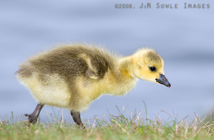 T03_Gosling.jpg - Canadian Gosling in Lincoln Woods park.