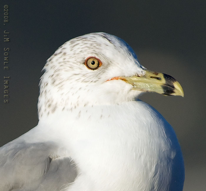 U03_RingbillledGull.jpg - A Ring-billed Gull enjoying the early morning light at Pismo Beach, California.