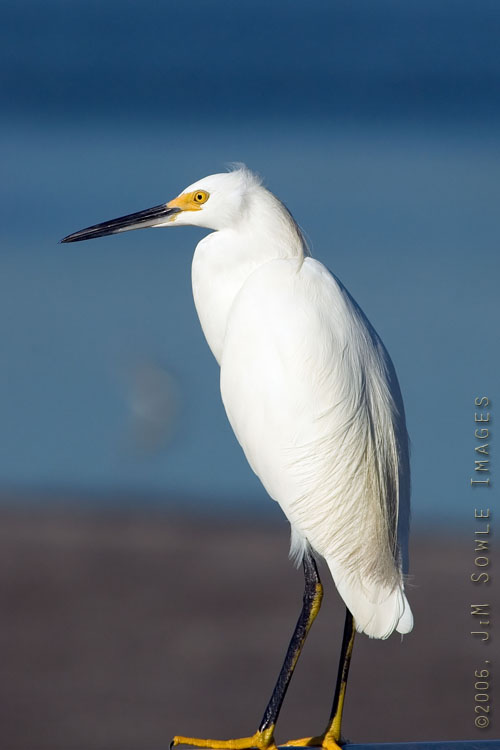 X03_SnowyEgret.jpg - A Snowy Egret in Ding Darling (a National Wildlife Refuge).