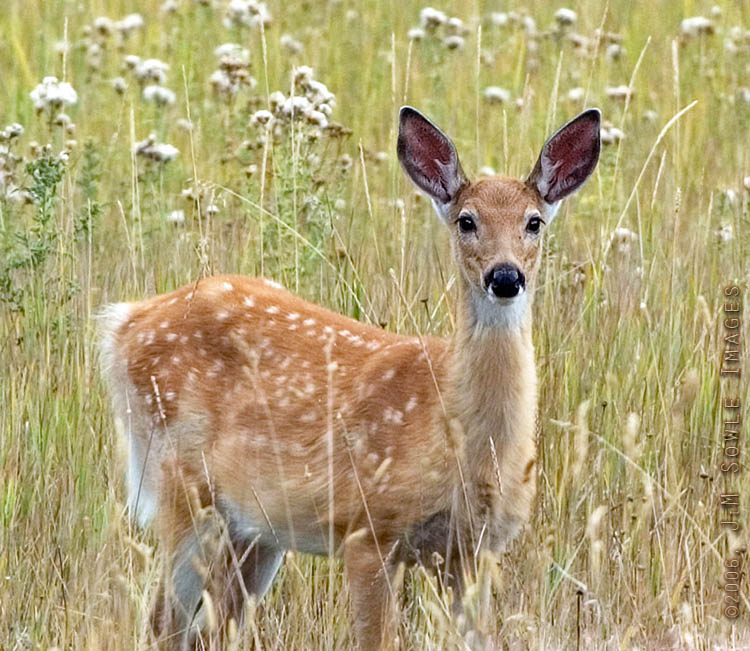 Y02_MuleDeerFawn.jpg - This adorable fawn was prancing about near the isolated Hidden Meadow Lake (GNP).