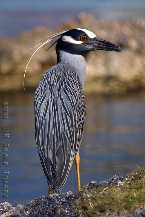 Z02_YellowCrownedNightHeron.jpg - A Yellow-crowned Night-Heron feeding on crabs along the shoreline.  Negril, Jamaica.